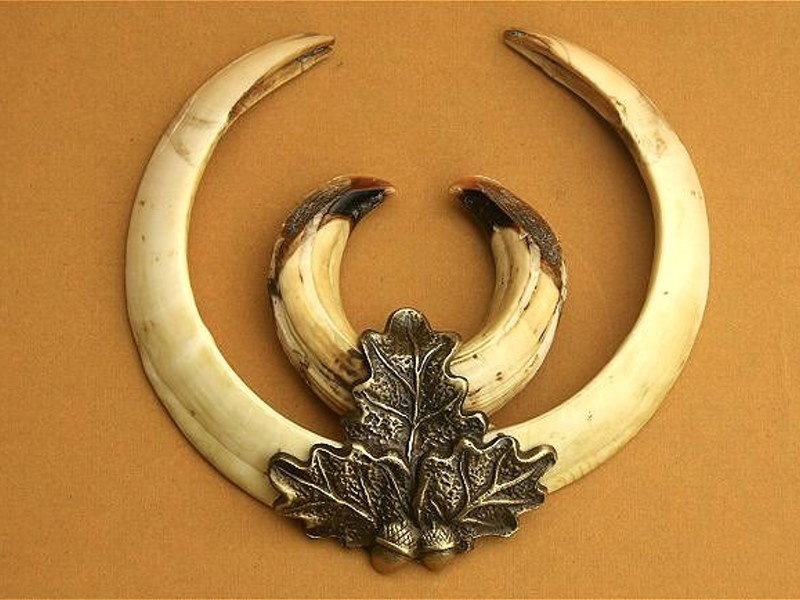 Oak Leaf Bronze Cover for Boar Tusks