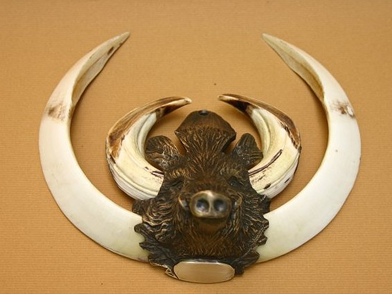 One real wild boar tusk tooth, taxidermy, antlers, handcraft, jewelry 